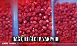 Dağ Çileği Cep Yakıyor!