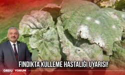 Fındıkta Külleme Hastalığı Uyarısı!
