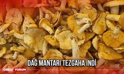Dağ Mantarı Tezgaha İndi