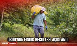 Ordu’nun Fındık Rekoltesi Açıklandı