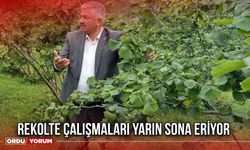 Rekolte Çalışmaları Yarın Sona Eriyor