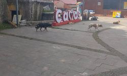 Çamaş’ta Sokak Köpekleri Toplandı