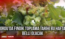 Ordu’da Fındık Toplama Tarihi Bu Hafta Belli Olacak