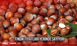 Fındık Fiyatları Yerinde Sayıyor!