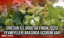 Giresun ile Ordu’da Fındık İşçisi Yevmiyeleri Arasında Uçurum Var!