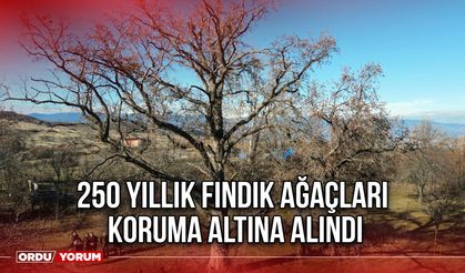 250 Yıllık Fındık Ağaçları Koruma Altına Alındı