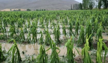 Bayburt'ta dolu ve sağanak ekili alanlara zarar verdi