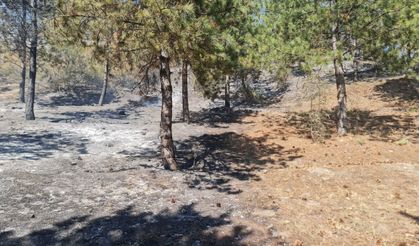 Tokat'ta ormanlık alanda çıkan yangına müdahale ediliyor