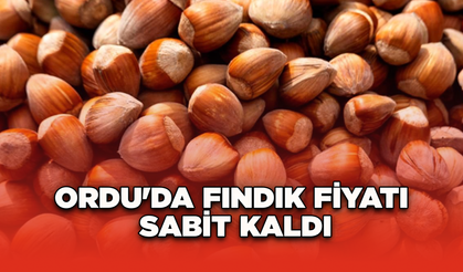 Ordu'da fındık fiyatı sabit kaldı