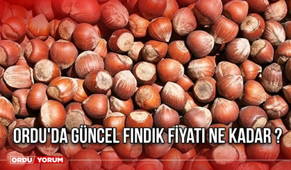 Ordu'da güncel fındık fiyatı ne kadar ?