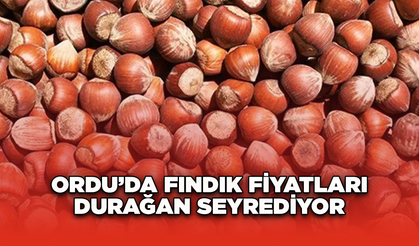 Ordu’da Fındık Fiyatları Durağan Seyrediyor