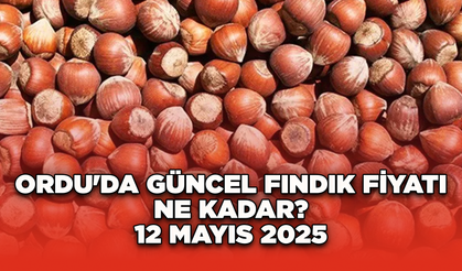 Ordu'da güncel fındık fiyatı ne kadar? 12 Mayıs 2025