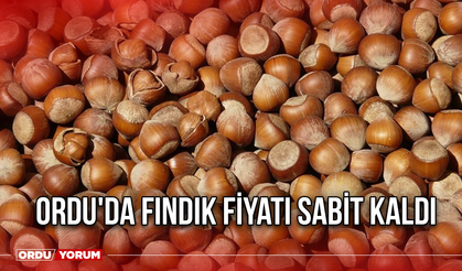 Ordu'da fındık fiyatı sabit kaldı