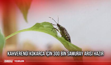 Kahverengi kokarca İçin 300 bin samuray arısı hazır