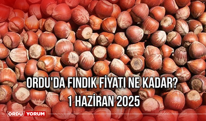 Ordu'da fındık fiyatı ne kadar? 1 Haziran 2025