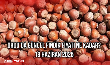Ordu'da güncel fındık fiyatı ne kadar? 18 Haziran 2025