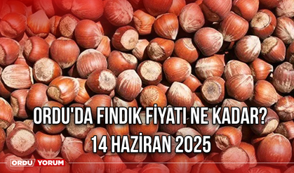 Ordu'da fındık fiyatı ne kadar? 14 Haziran 2025