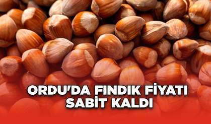Ordu'da fındık fiyatı sabit kaldı