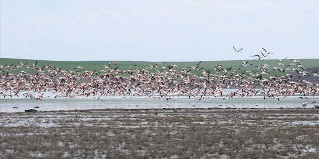 Gelingüllü Barajı Flamingoların Yaşam Alanı Oldu