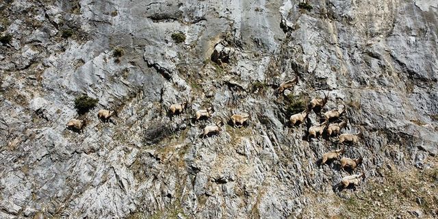 Munzur Dağları'ndaki Yaban Keçileri Dronla Görüntülendi