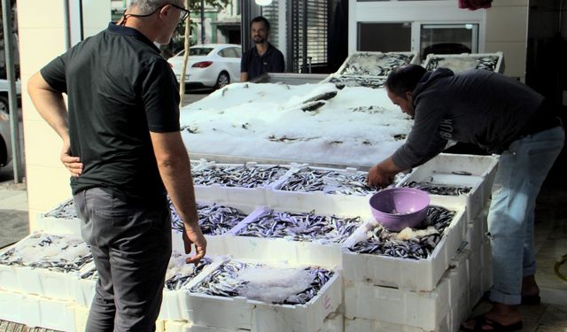 Sinop'ta hamsinin fiyatı 50 lira düştü