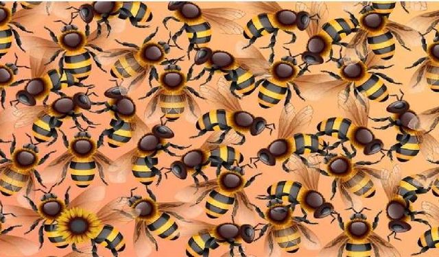 Arılar arasında saklanan ayçiçeğini bulabildiniz mi? Şahin gözlüler çok zeki olabilir