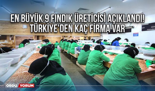 En Büyük 9 Fındık Üreticisi Açıklandı! Türkiye'den kaç firma var