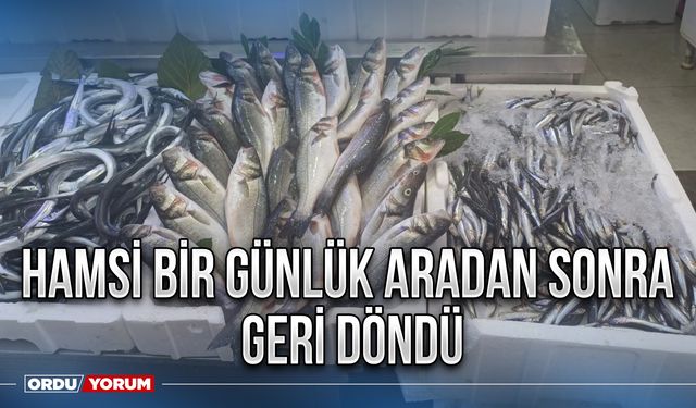 Hamsi bir günlük aradan sonra geri döndü
