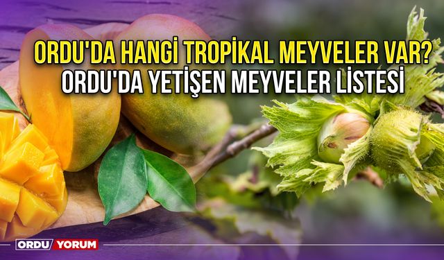 Ordu'da hangi tropikal meyveler var? Ordu'da yetişen meyveler listesi