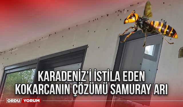 Karadeniz’i istila eden kokarcanın çözümü samuray arı