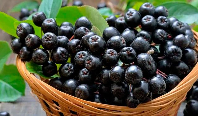 Aronya Meyvesi: Botoks Etkisi Yaratan Doğal Bir Süper Gıda