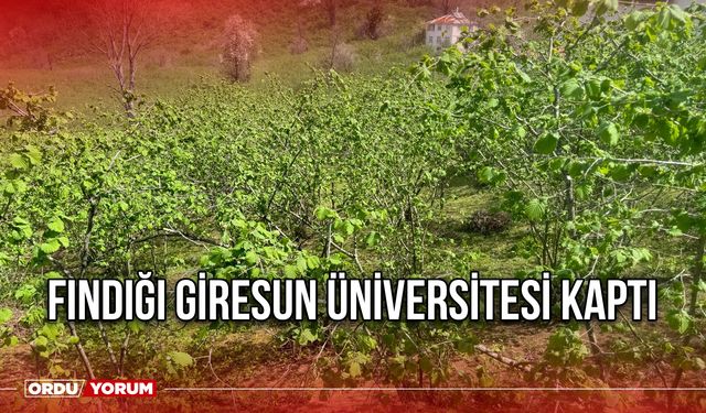 Fındığı Giresun Üniversitesi Kaptı