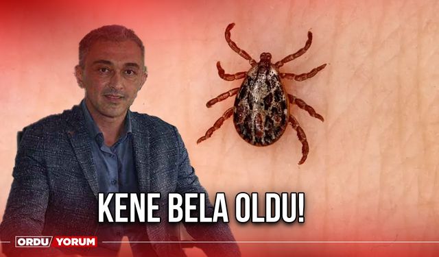 Kene bela oldu!