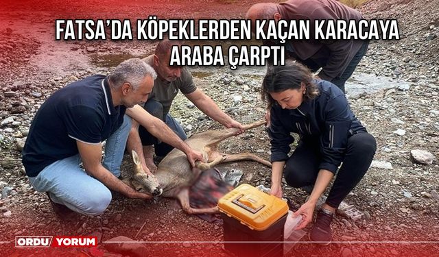 Fatsa’da Köpeklerden Kaçan Karacaya Araba Çarptı