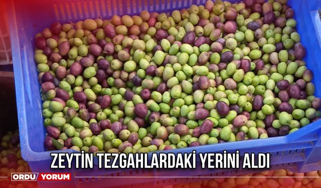 Zeytin Tezgahlardaki Yerini Aldı