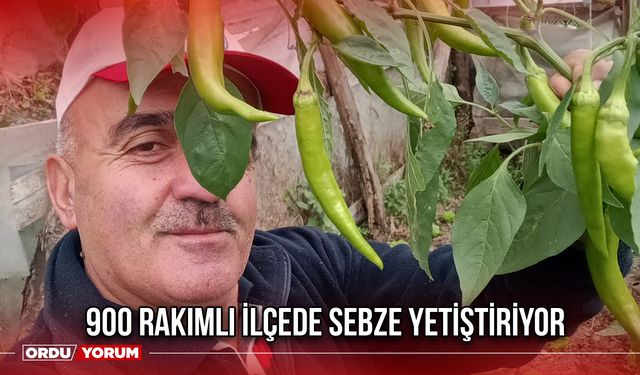 900 Rakımlı İlçede Sebze Yetiştiriyor