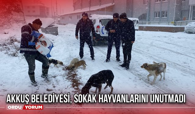 Akkuş Belediyesi, Sokak Hayvanlarını Unutmadı