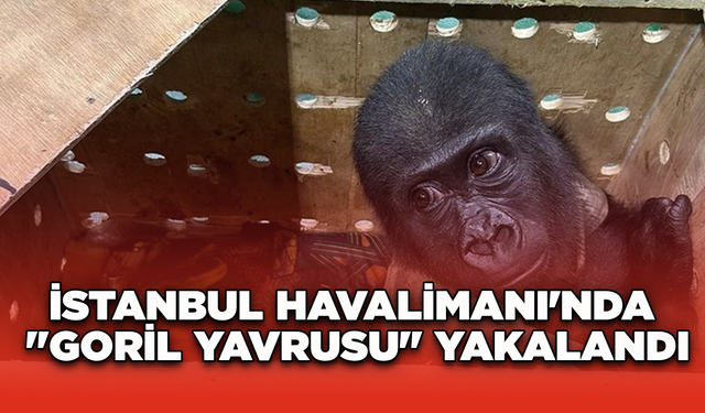 İstanbul Havalimanı'nda "goril yavrusu" yakalandı