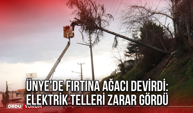 Ünye'de Fırtına Ağacı Devirdi: Elektrik telleri zarar gördü