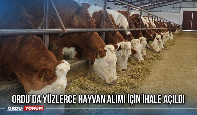 Ordu’da Yüzlerce Hayvan Alımı İçin İhale Açıldı