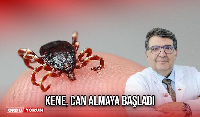 Kene, Can Almaya Başladı