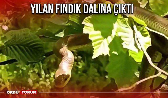 Yılan Fındık Dalına Çıktı
