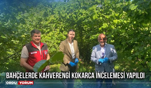 Bahçelerde Kahverengi Kokarca İncelemesi Yapıldı