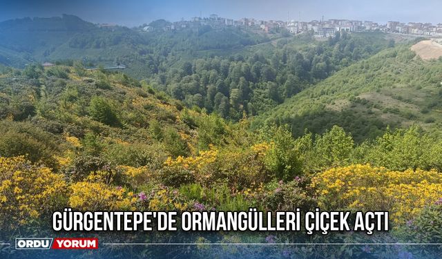 Gürgentepe'de Ormangülleri Çiçek Açtı