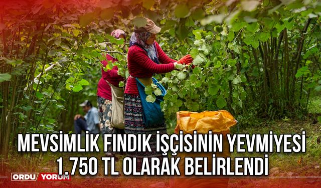 Mevsimlik Fındık İşçisinin Yevmiyesi 1.750 TL Olarak belirlendi