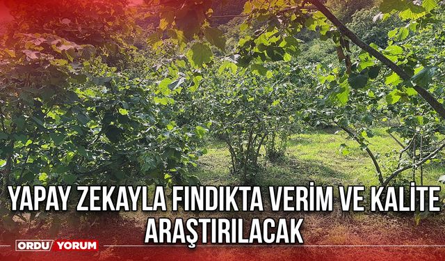 Yapay Zekayla Fındıkta Verim ve Kalite Araştırılacak