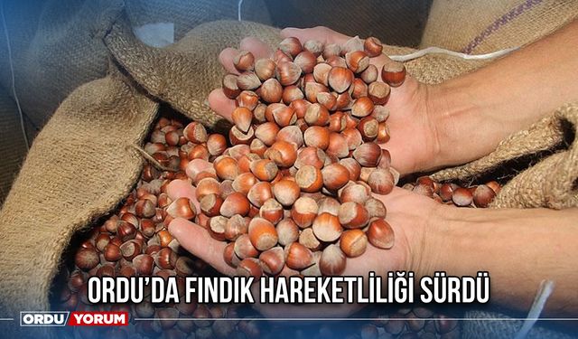 Ordu’da Fındık Hareketliliği Sürdü