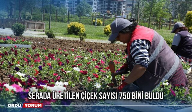Serada Üretilen Çiçek Sayısı 750 Bini Buldu