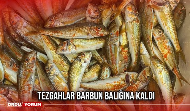 Tezgahlar Barbun Balığına Kaldı