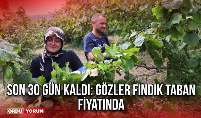 Son 30 Gün Kaldı: Gözler Fındık Taban Fiyatında